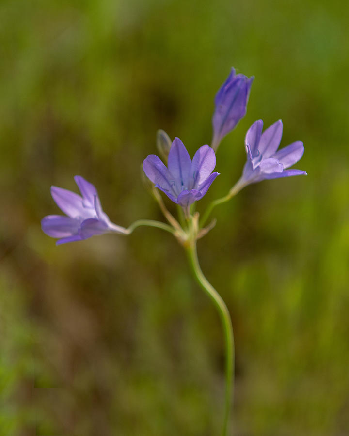 Ithuriels Spear, wildflower, soft bokeh Photograph by Alessandra RC