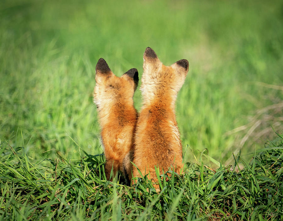 Its a big world, little foxes Photograph by Judi Dressler