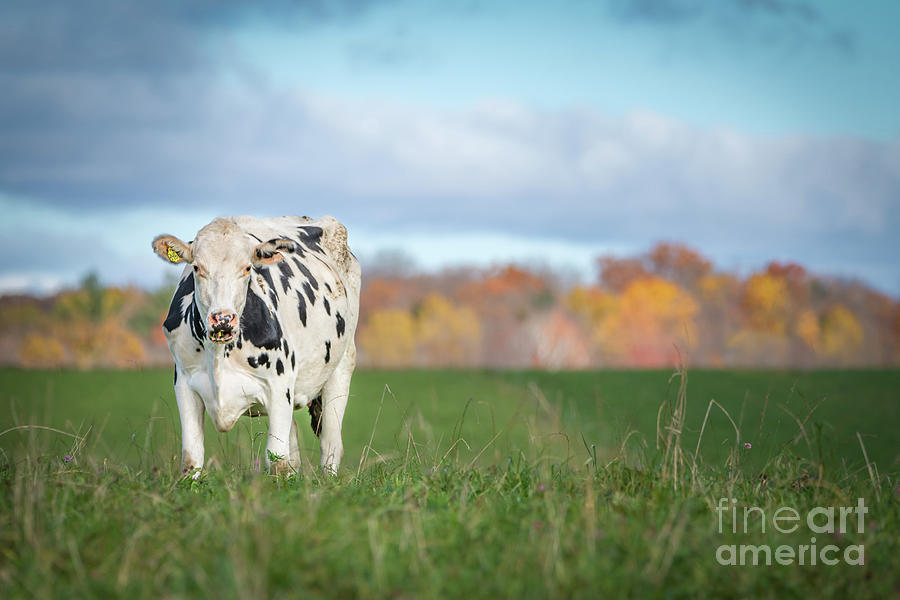 Its a Cows Life Photograph by Amfmgirl Photography