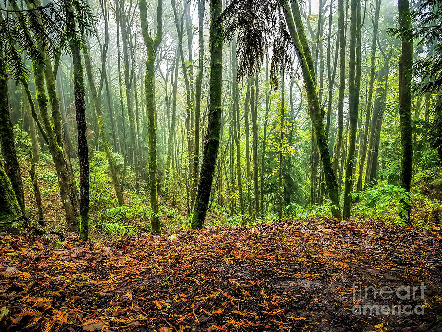 Portland Photograph - Its A Jungle Out There by Jon Burch Photography