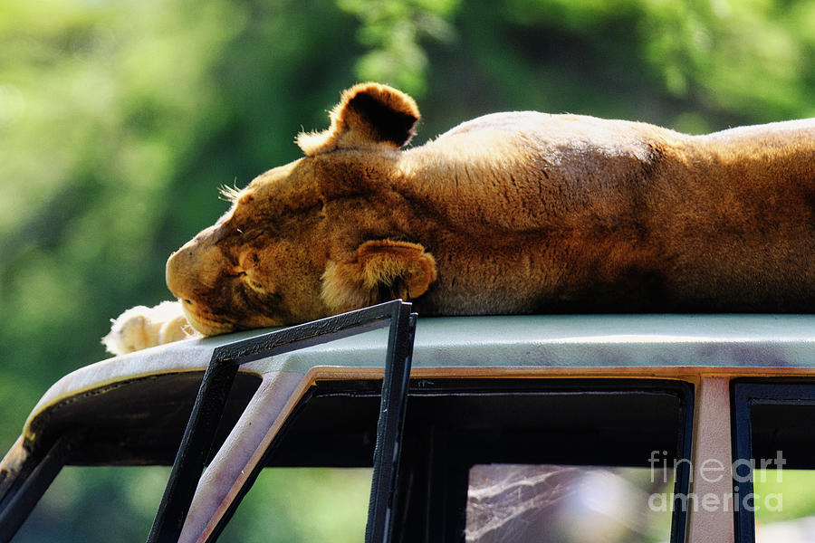 A Lazy Afternoon Nap at the Wild Animal Park Photograph by Abigail Diane Photography