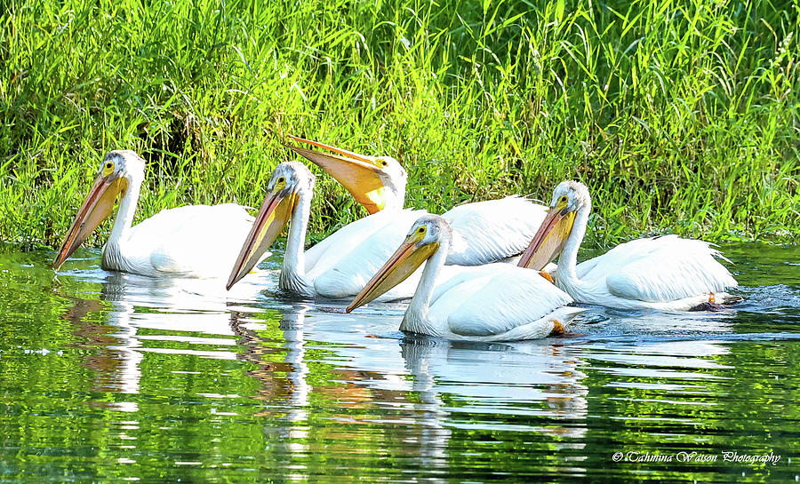 Its a Pelican Party Photograph by Tahmina Watson