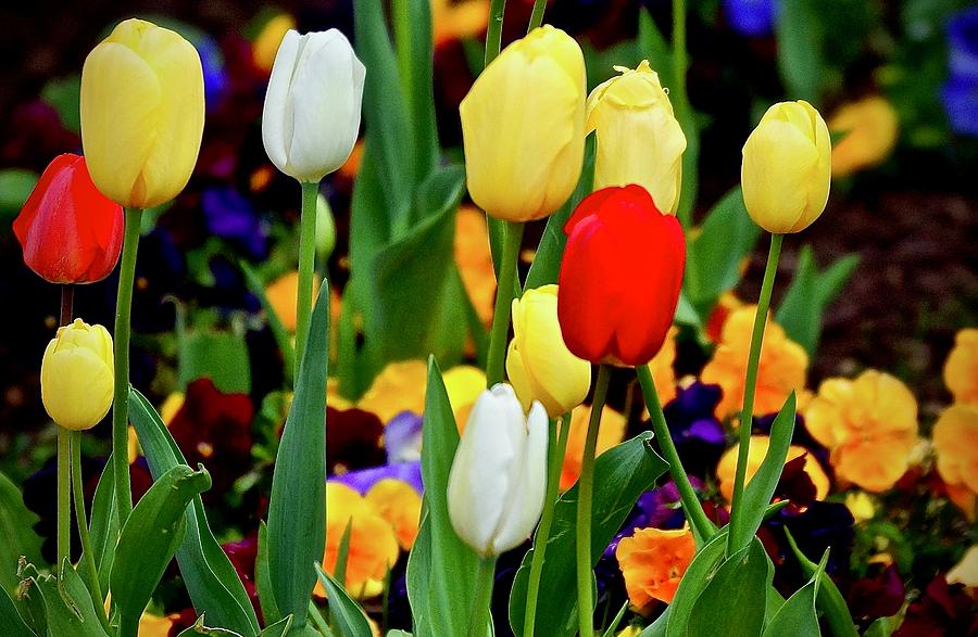 Tulip Photograph - Its A Technicolor World by Ira Shander