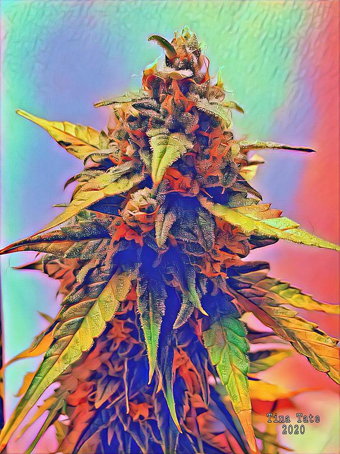 Cannabis Photograph - Its been a trip by Mary Jane