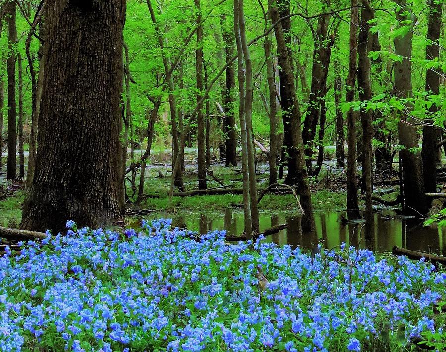 Its Bluebell Time Photograph by Lori Frisch