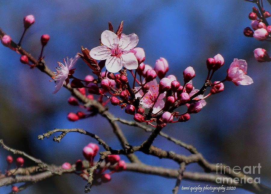 Its Cherry Blossom Time  Photograph by Tami Quigley
