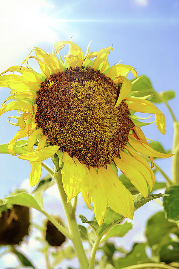 Its Hot Outside Sunflower Portrait Digital Art by Gaby Ethington