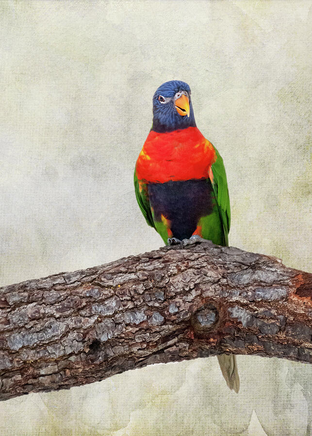 Parrot Photograph - Its Me - Lone Lorikeet by Phyllis Taylor