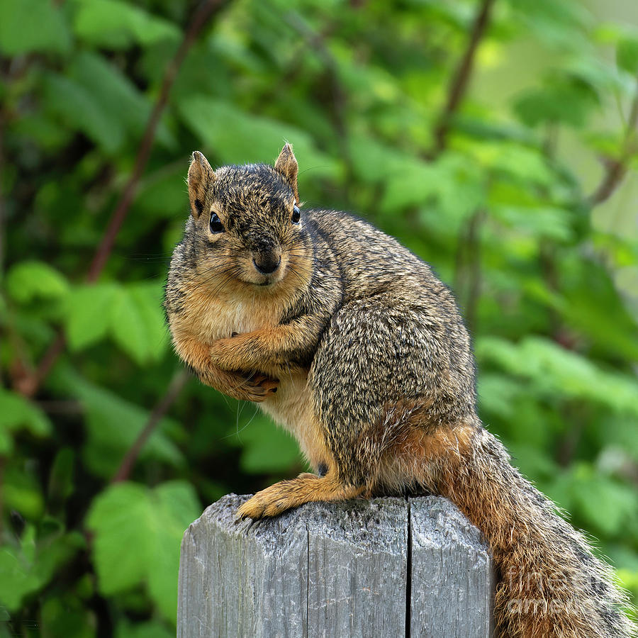 It's My Nut Photograph by Jackie Follett - Pixels