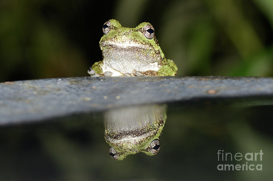 It's Not Easy Being Green - Tree Frog Reflection by The Ford Family It's Not Easy Being Green - Tree Frog Reflection by The Ford Family