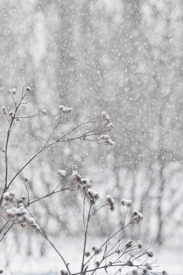 Its Snowing Photograph by Zoya_Avenirovna