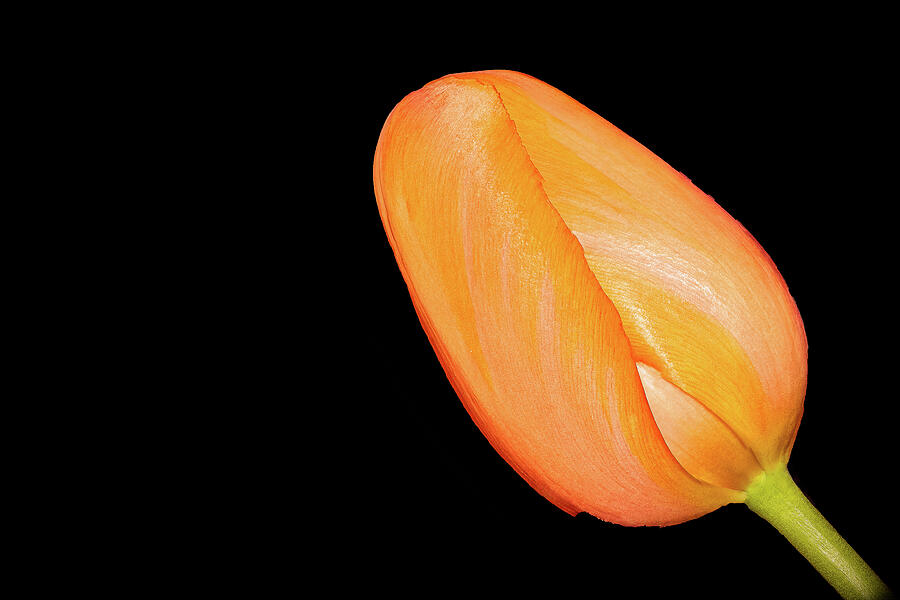 Its Spring - Orange Tulip Photograph by Robert Niemeier Its Spring - Orange Tulip Photograph by Robert Niemeier
