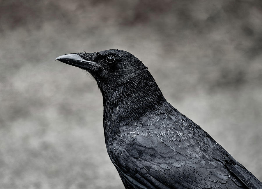 Its the same story the crow told me Photograph by Gary Kochel