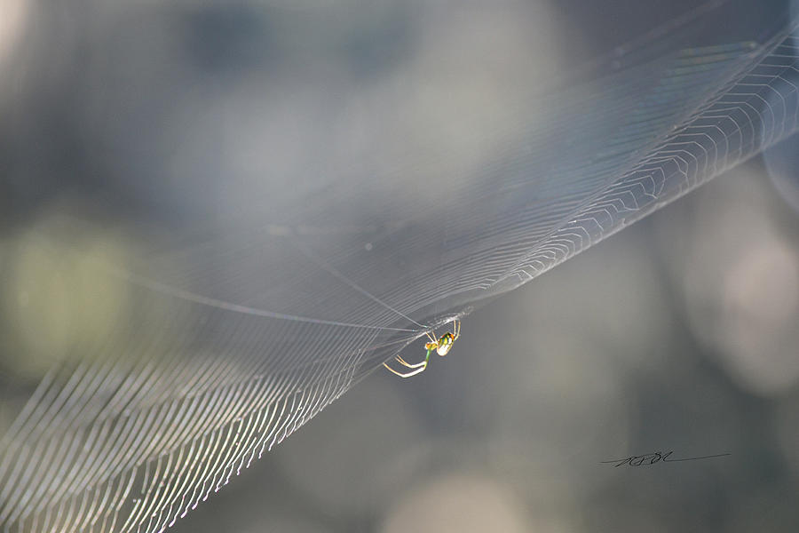 Itsy Bitsy Spider by RD Erickson Itsy Bitsy Spider by RD Erickson