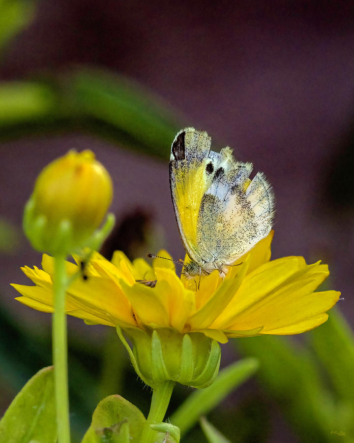 Itty Bitty Butterfly on Coreopsis Photograph by Karen Slagle