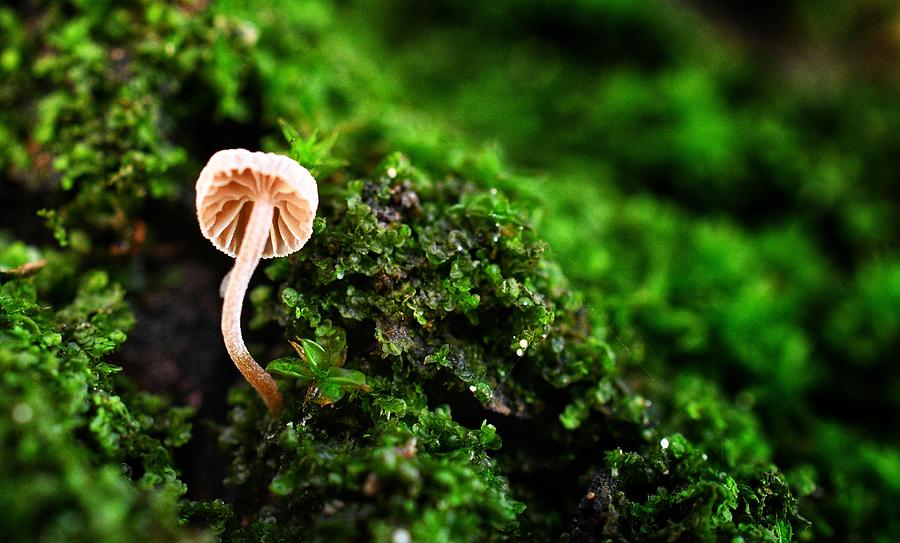 Itty Bitty Mushroom Photograph by Evan Foster