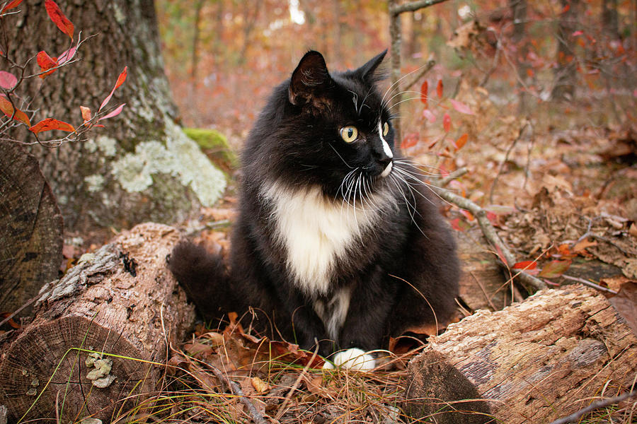 Ivan The Black and White Cat Photograph by Kristia Adams
