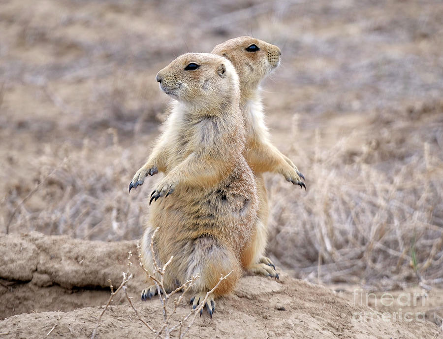 Prairie Dog Photograph - Ive Got Your Back by Jennie MacDonald Prairie Dog Photograph - Ive Got Your Back by Jennie MacDonald
