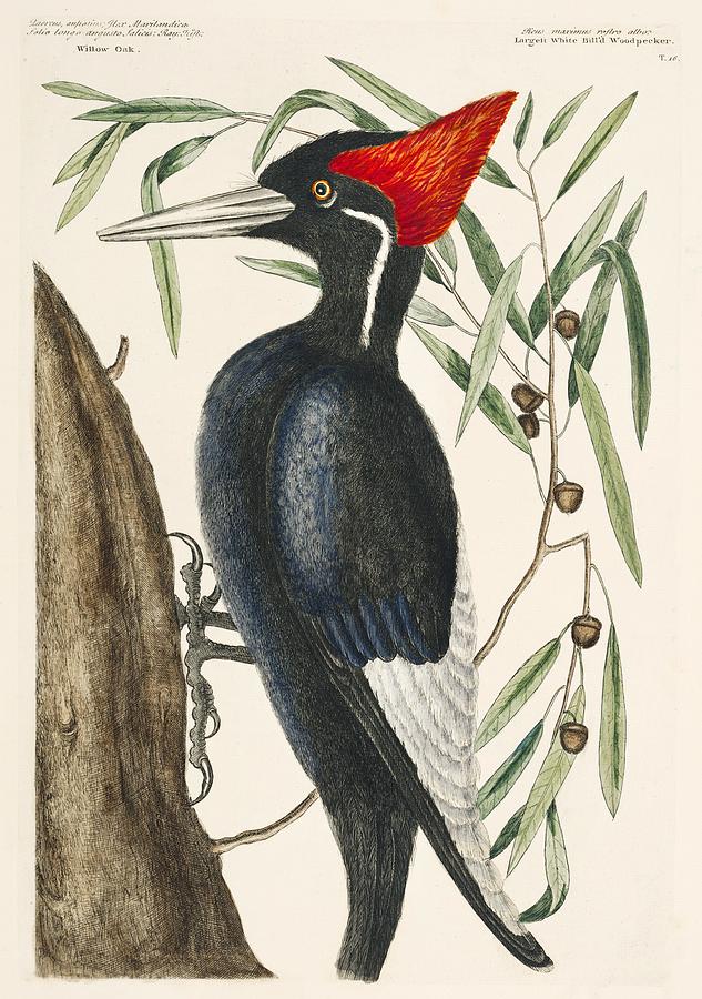 Ivory-billed Woodpecker Campephilus principalis from The Natural History of Carolina Florida and the Painting by Les Classics