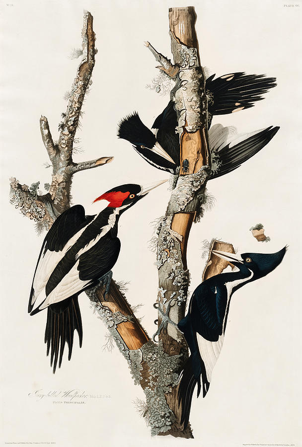 Ivory-billed Woodpecker. John James Audubon Mixed Media by World Art Collective