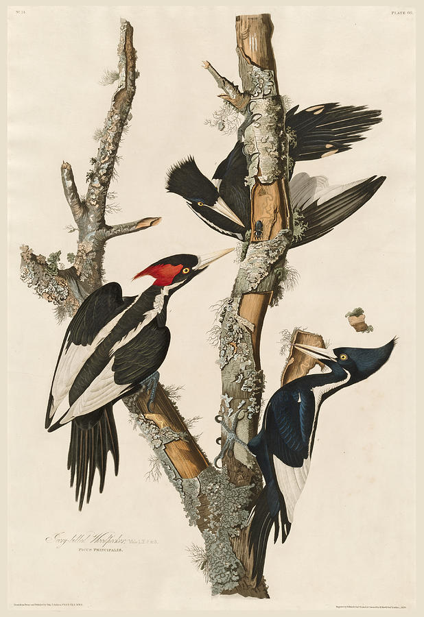 Ivory-billed Woodpecker Drawing by Robert Havell