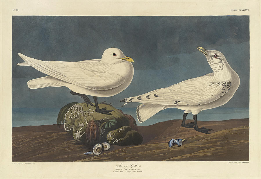 Ivory Gull Drawing by Robert Havell