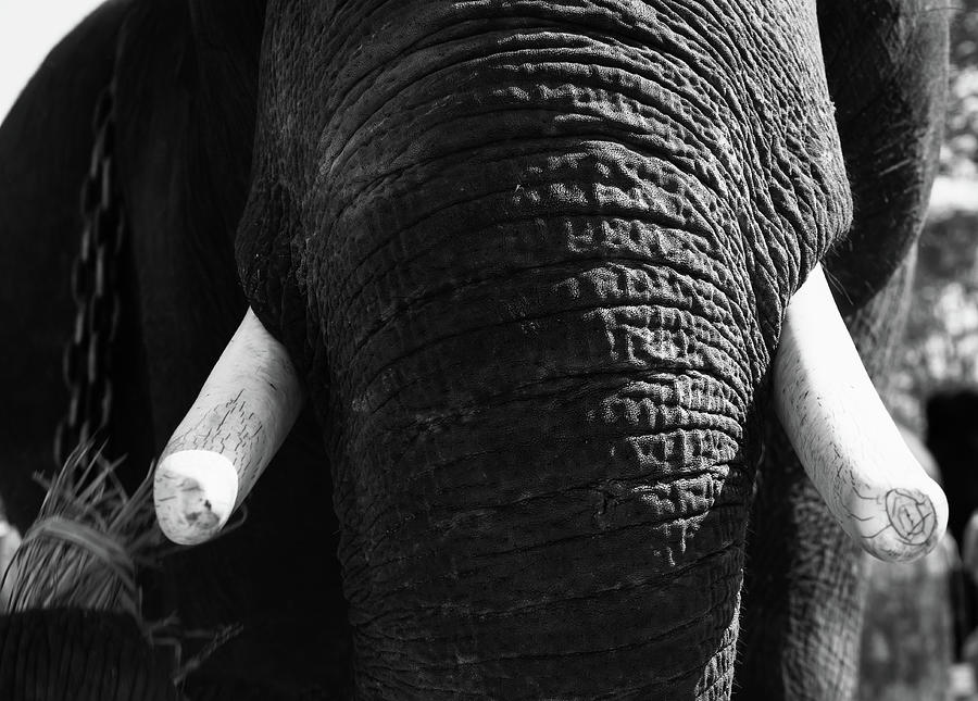 Ivory Photograph by Josu Ozkaritz