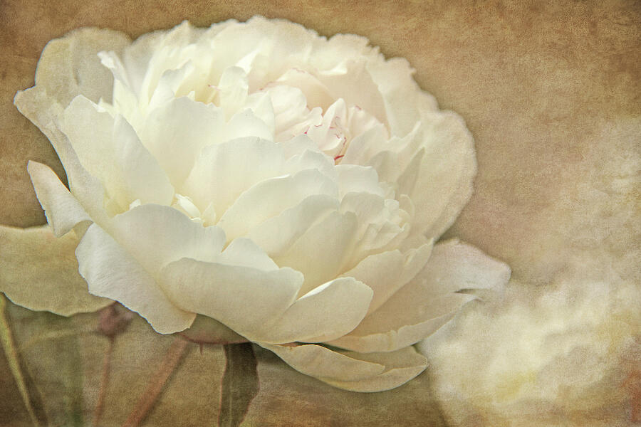 Ivory Peony Flower  Photograph by Jennie Marie Schell