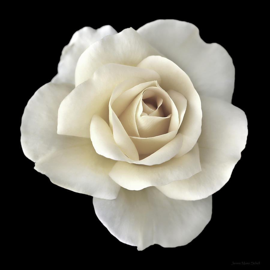 Ivory Rose Flower Portrait Photograph by Jennie Marie Schell - Pixels