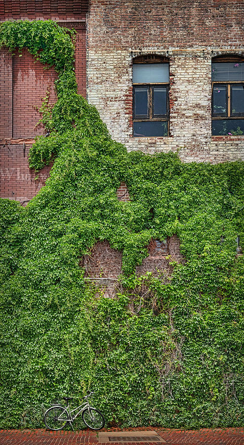 Ivy and Bricks Photograph by Nikolyn McDonald