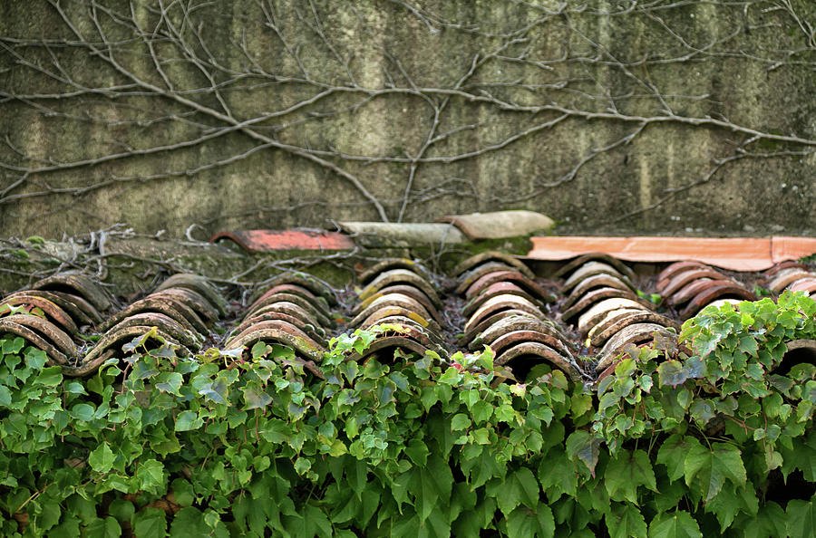 Ivy and Roof Tiles Photograph by Lisa Chorny