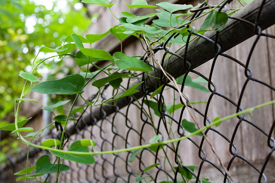 Ivy, and Two Fences Photograph by W Craig Photography