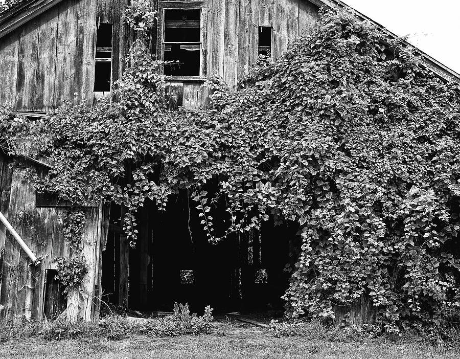 Ivy Barn Photograph by Steven Nelson