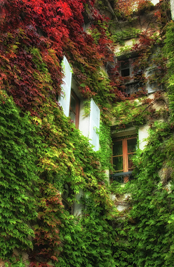 Ivy Covered Walls Photograph by Lisa Chorny