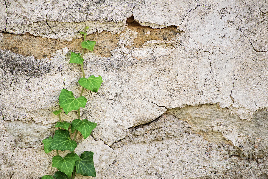 Ivy crawling up a stone wall Photograph by Mendelex Photography