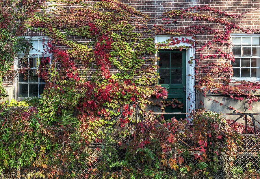 Ivy Facade Photograph by Cate Franklyn