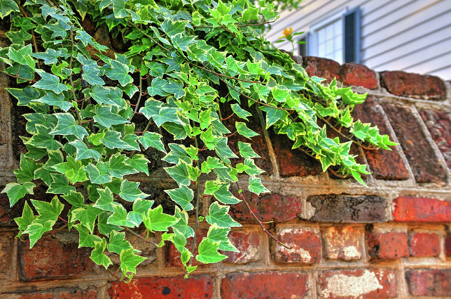 Ivy growing on an old brick fence-Charleston,SC Photograph by William ...