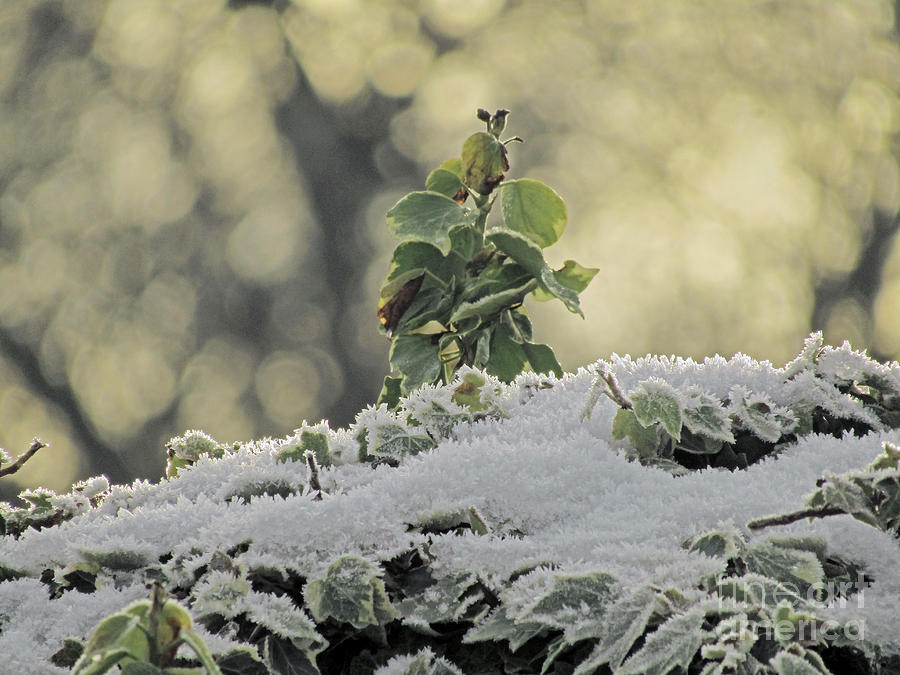 Ivy In Winter Photograph by Kim Tran