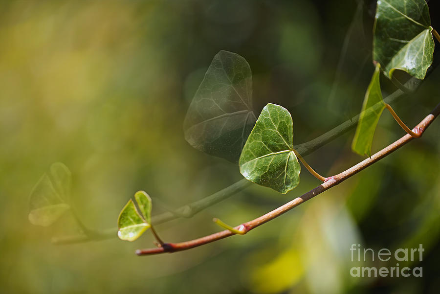 Ivy Leaves Ghosts Digital Art by Joy Watson Ivy Leaves Ghosts Digital Art by Joy Watson
