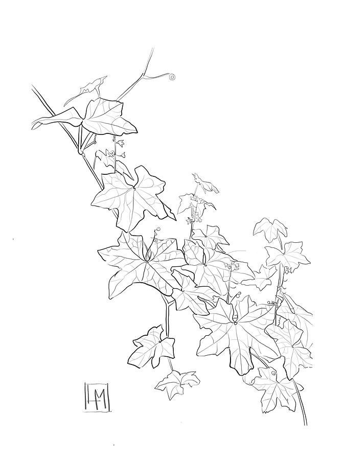 Ivy Leaves In My Garden Drawing