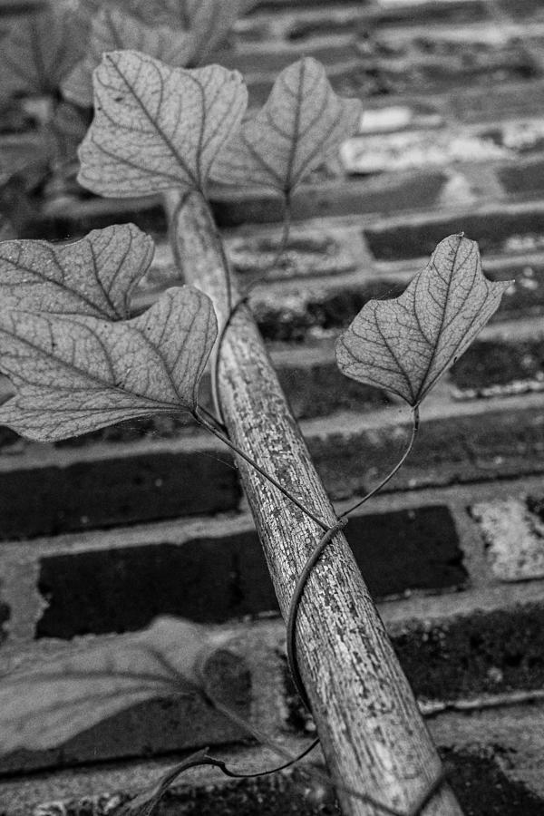 Ivy Leaves Spiraling Up Rake Handle Photograph by W Craig Photography