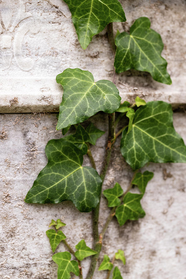 Ivy on a Wall Photograph by Amelia Pearn