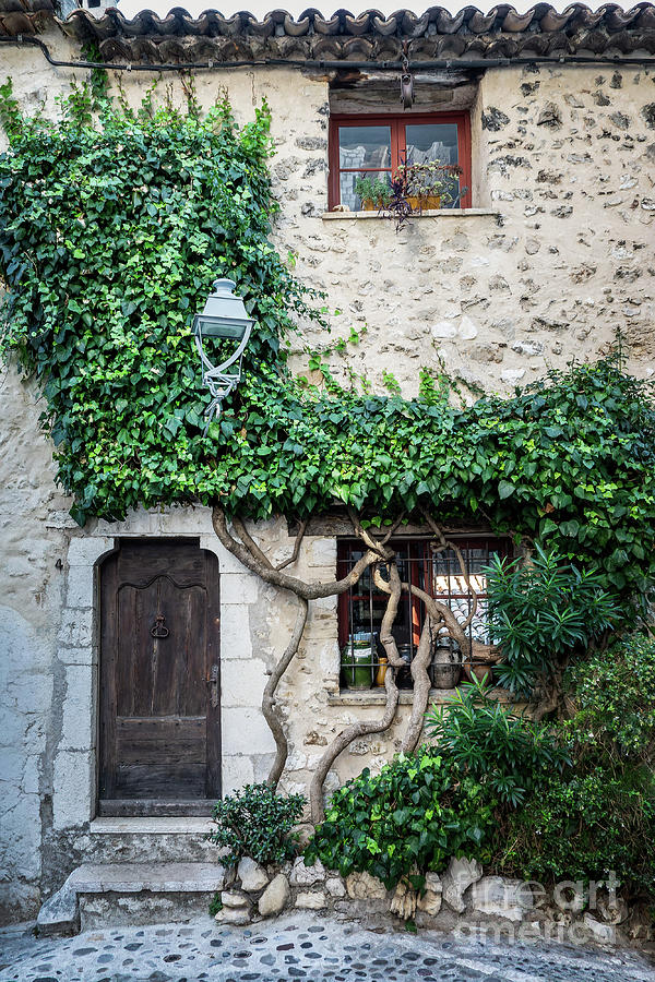Ivy on an old house, France Photograph by Delphimages Photo Creations