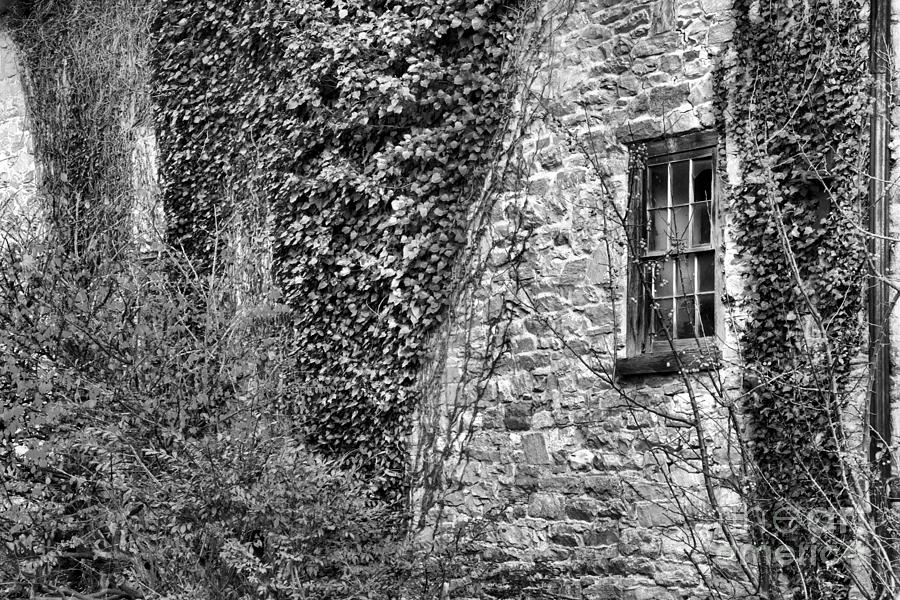 Fall Photograph - Ivy On The Old Stone Mill Black And White by Adam Jewell