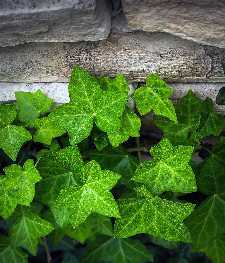 Nature Photograph - Ivy Plant On Stone Wall by Sandi OReilly