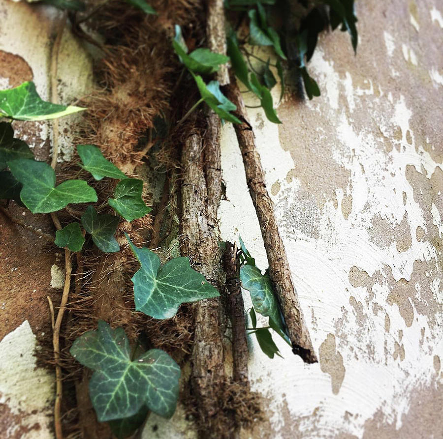 Ivy Wall Photograph By Gina Krehel 8735