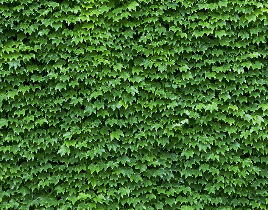 Ivy wall Photograph by Yusuke Murata