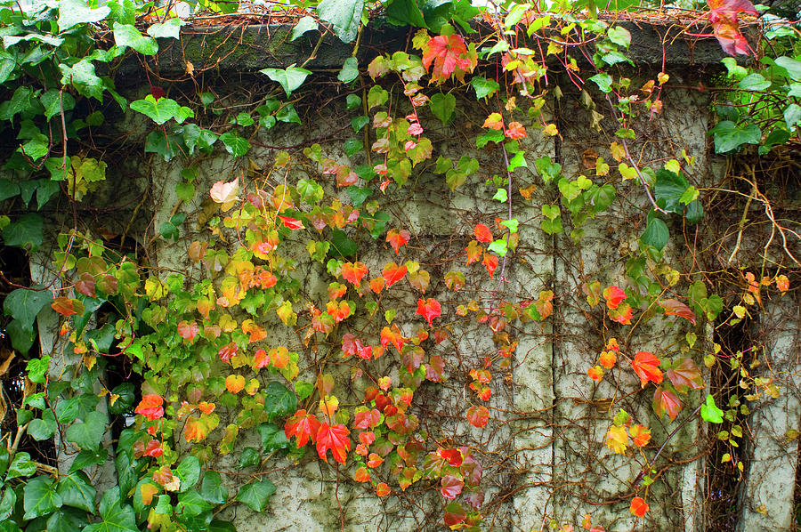 Ivy with green, orange and red leaves growing on  Photograph by David L Moore