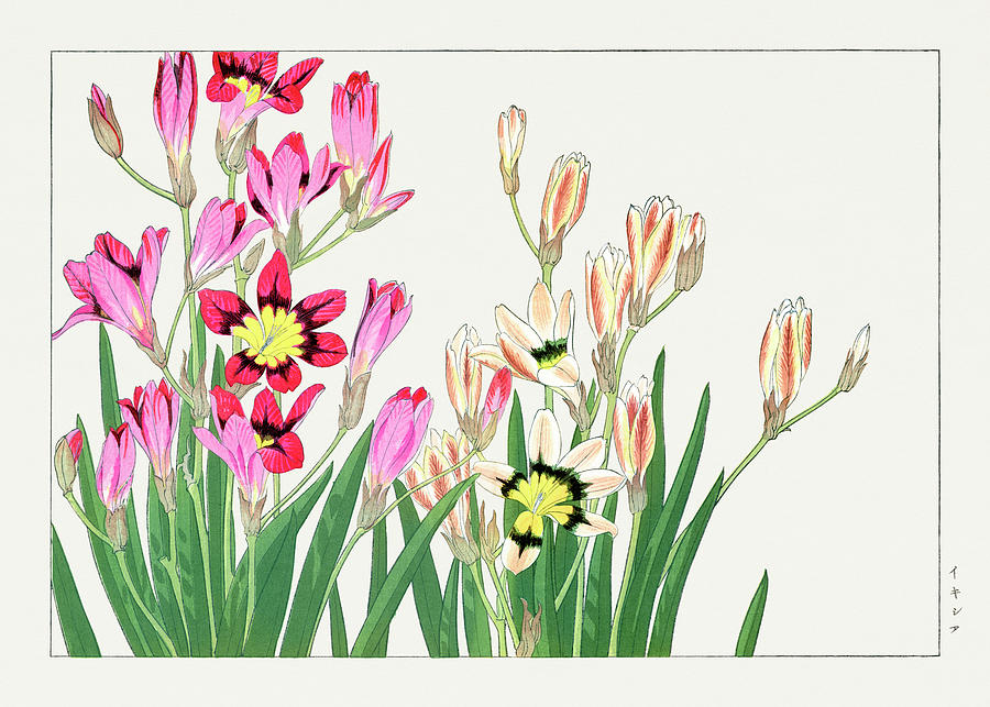Ixia Flowers 2 - Ukiyo e art - Vintage Japanese woodblock art - Seiyo SOKA ZUFU by Tanigami Konan Digital Art by Studio Grafiikka