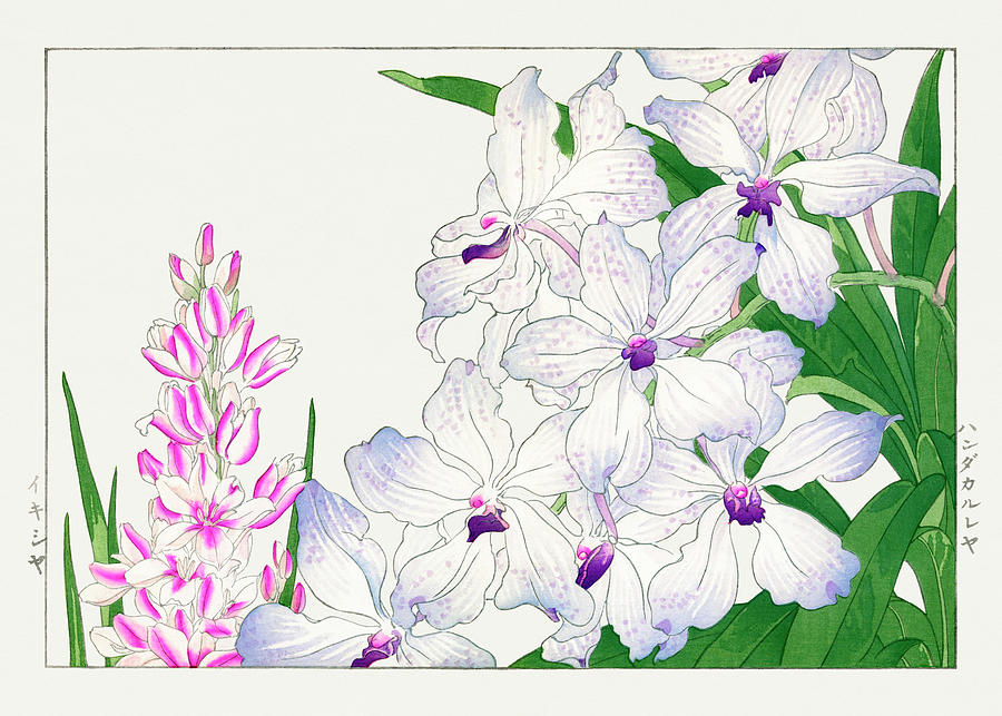 Ixia Flowers - Ukiyo e art - Vintage Japanese woodblock art - Seiyo SOKA ZUFU by Tanigami Konan Digital Art by Studio Grafiikka